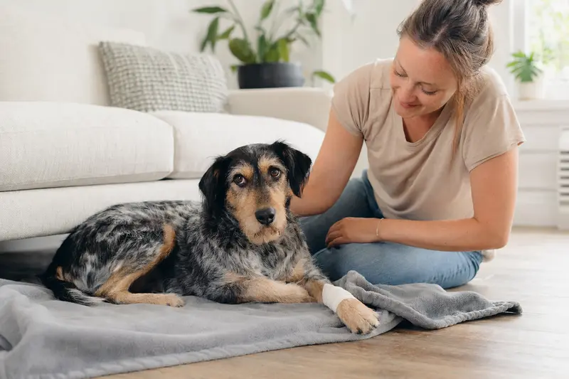 Ein Holländischer Rattler Hund mit leichtem Verband an der Pfote liegt entspannt auf einer Decke, während sein Besitzer erleichtert daneben sitzt.