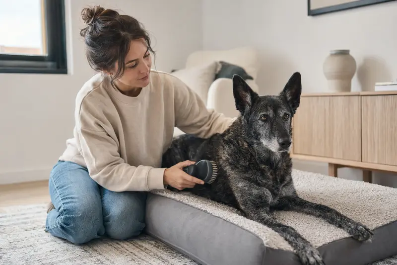 Ein Holländischer Schäferhund wird zuhause von seinem Besitzer sanft gebürstet, als Teil der liebevollen Fellpflege und Gesundheitsvorsorge.