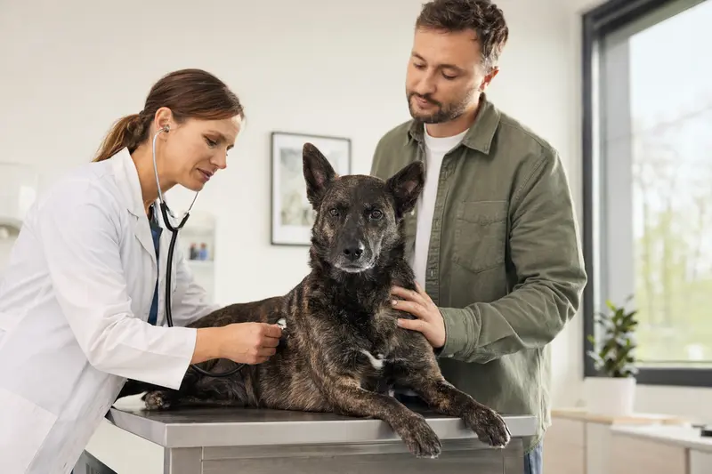 Ein ruhiger Holländischer Schäferhund wird von einer freundlichen Tierärztin in einer modernen Tierarztpraxis mit einem Stethoskop untersucht.