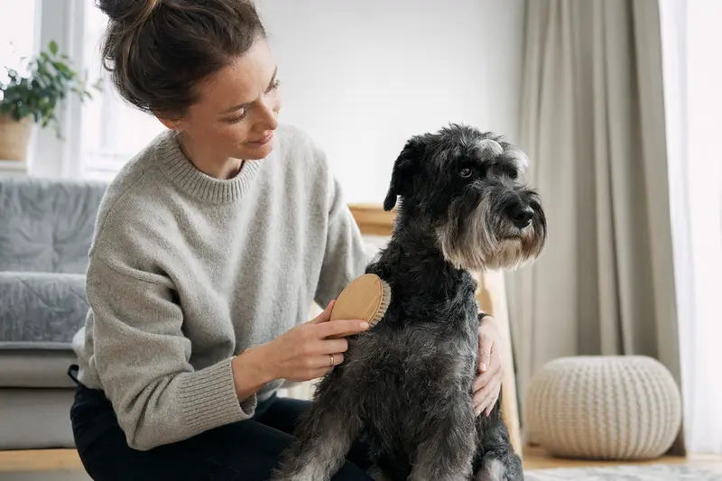 Ein Holländischer Schnauzer wird in einer hellen Wohnung sanft gebürstet, während sein Besitzer die Fellpflege liebevoll übernimmt.