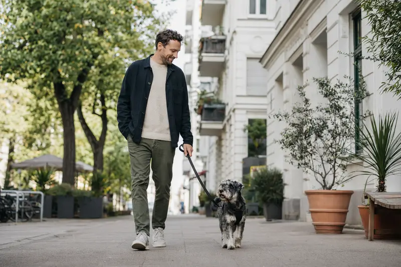 Ein Holländischer Schnauzer läuft angeleint mit seinem Besitzer durch eine freundliche moderne Stadtstraße.