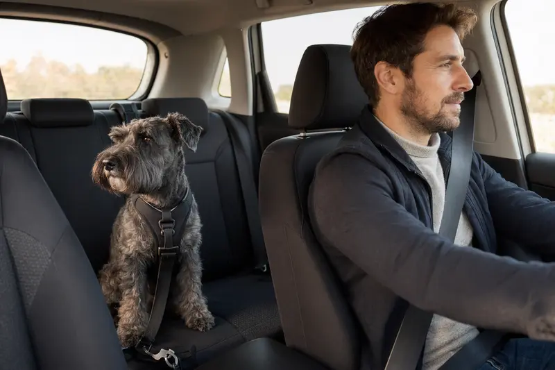 Ein sicher angeschnallter Holländischer Schnauzer auf der Rückbank eines Autos, während sein Besitzer fährt.