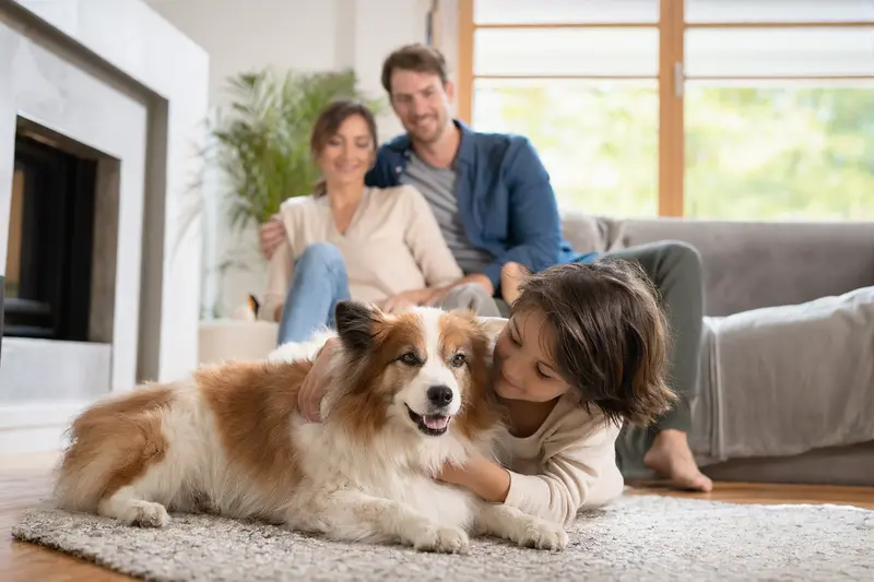Ein Holländischer Spitz liegt entspannt neben einem Kind im Wohnzimmer, während die Eltern im Hintergrund eine sichere Familienatmosphäre schaffen.