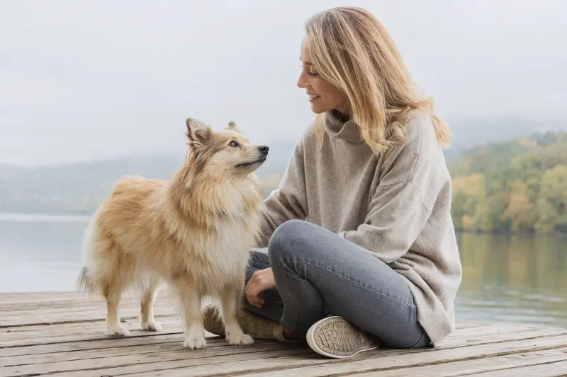 Holländischer Spitz Hund in aufmerksamem Stand vor hellem neutralem Hintergrund als professionelles Tierportrait.