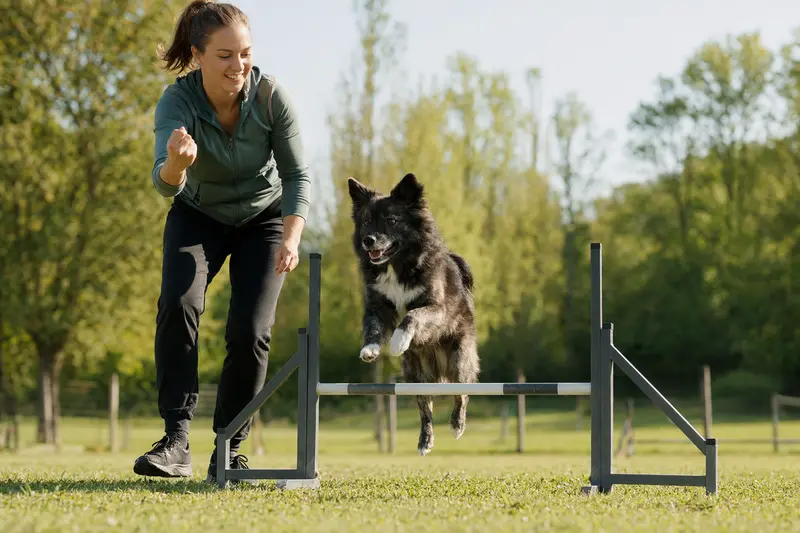 Ein Holländischer Spitz trainiert mit seinem Besitzer auf einem Hundeplatz über eine kleine Hürde in sonniger Atmosphäre.
