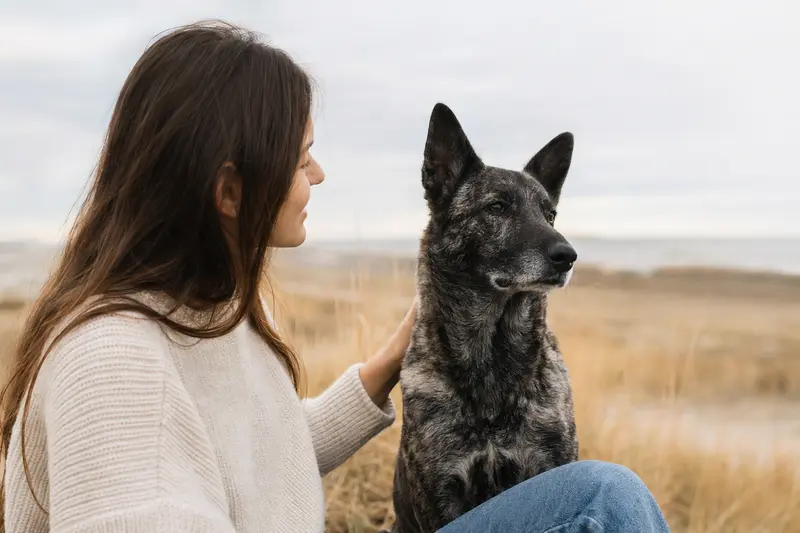 Aufmerksam stehender Hollandse Herdershond in natürlicher Haltung vor hellem Hintergrund als professionelles Hundeportrait.