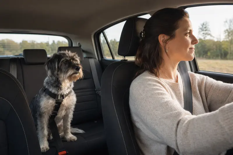 Ein Hollandse Smoushond Hund sitzt sicher angeschnallt auf der Rückbank eines Autos, während die Sonne durch das Fenster scheint.