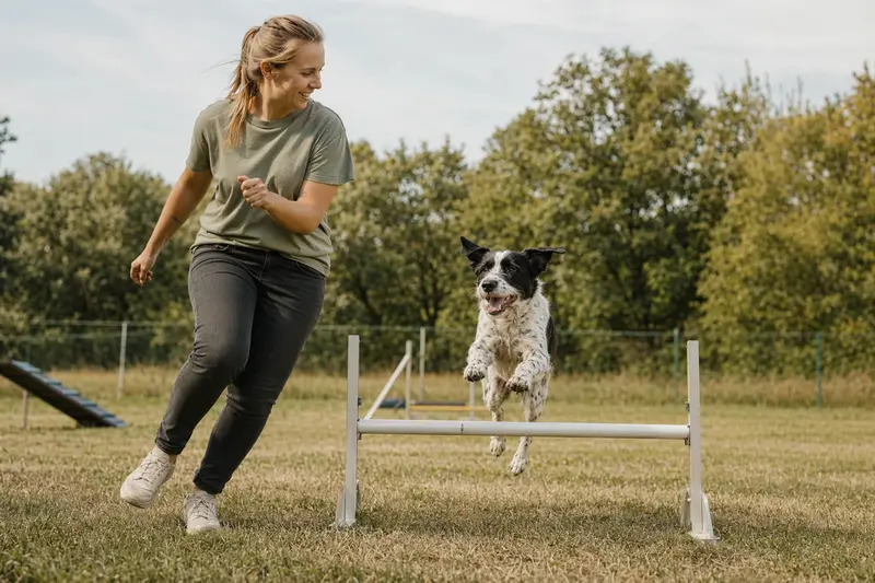 Ein Hollandse Tulphond springt mit seinem Besitzer über eine kleine Trainingshürde auf dem Hundeplatz.