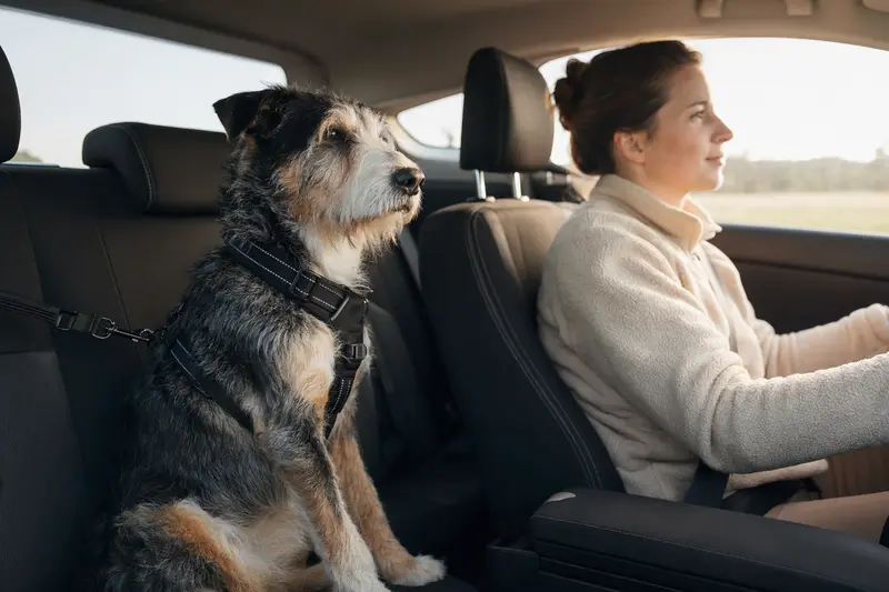 Ein Hollandse Tulphond Hund sitzt sicher angeschnallt auf der Rückbank eines Autos.