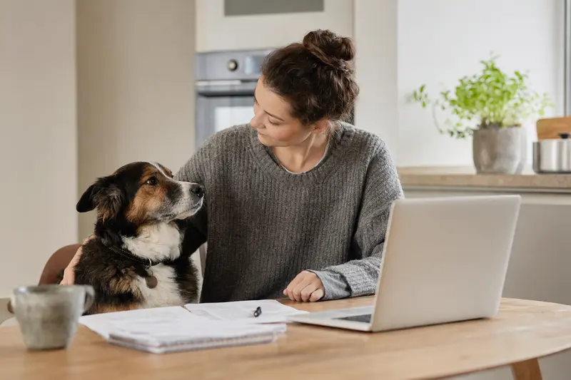 Ein Hollandse Tulphond Hund sitzt friedlich neben seinem Besitzer am Küchentisch, auf dem Versicherungsunterlagen und ein Laptop liegen.