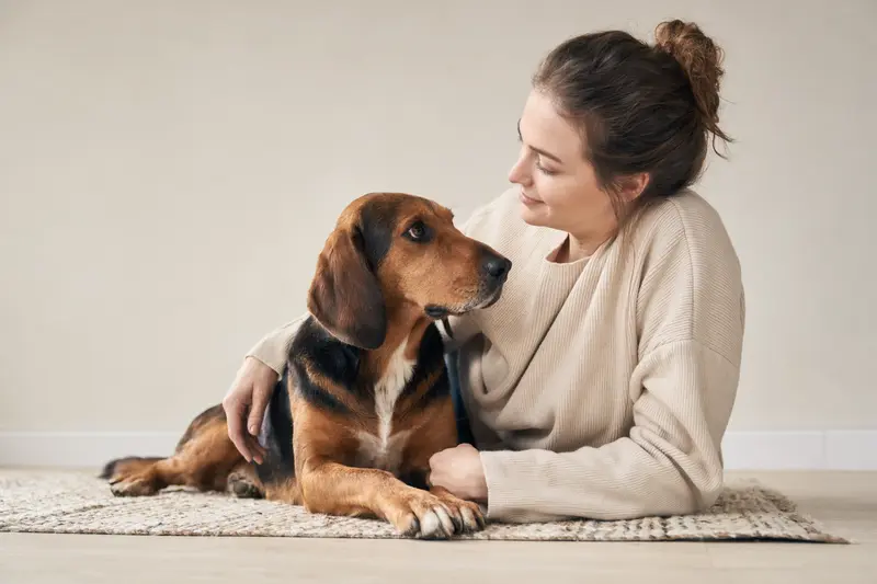 Holzbracke Hund im Portrait mit aufmerksamem Blick vor hellem, neutralem Hintergrund.