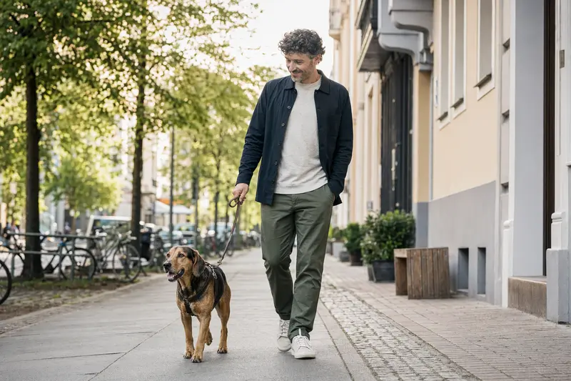 Ein Holzbracke Hund läuft an der Leine mit seinem Besitzer durch eine freundliche moderne Stadtstraße.