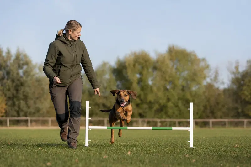 Eine aktive Holzbracke trainiert mit ihrem Besitzer auf einem Hundeplatz über eine kleine Hürde.