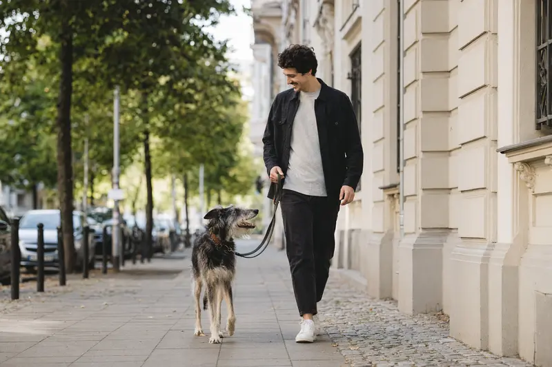 Ein Hortaya Borzaya läuft an der Leine mit seinem Besitzer durch eine freundliche moderne Stadtstraße.