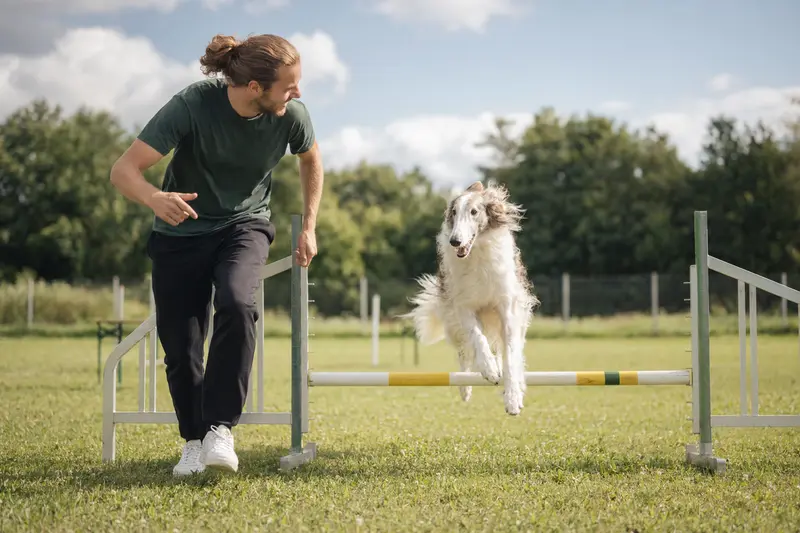 Ein Hortaya Borzaya trainiert mit seinem Besitzer an einer kleinen Hürde auf dem Hundeplatz und wirkt dabei aufmerksam und freudig.