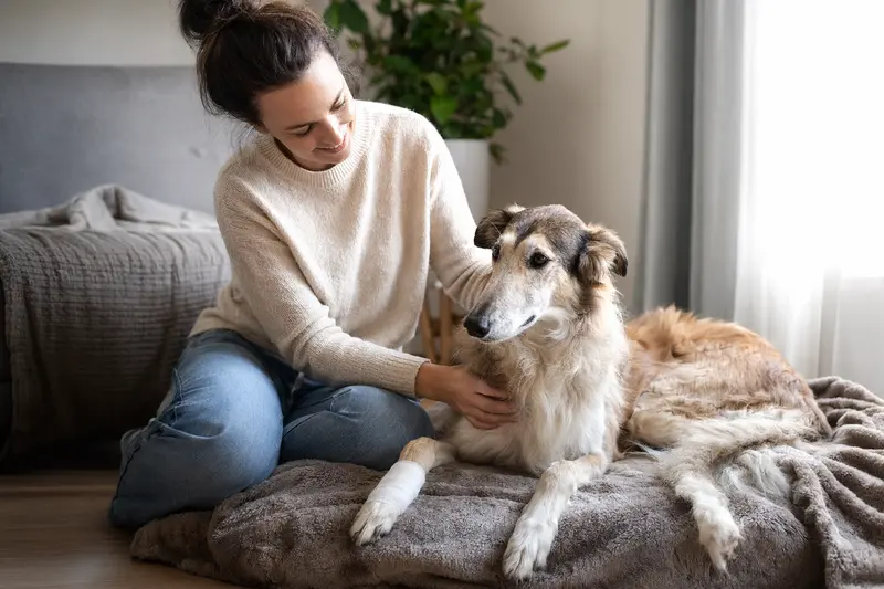 Ein Hortaya Borzaya Hund mit leichtem Verband an der Pfote liegt in einer hellen Wohnung auf einer Decke, während sein erleichterter Besitzer neben ihm sitzt.