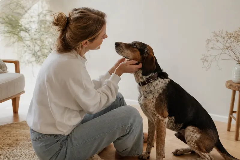 Aufmerksam stehender Hound Hund vor hellem Hintergrund als realistisches Hunderassen-Porträt.