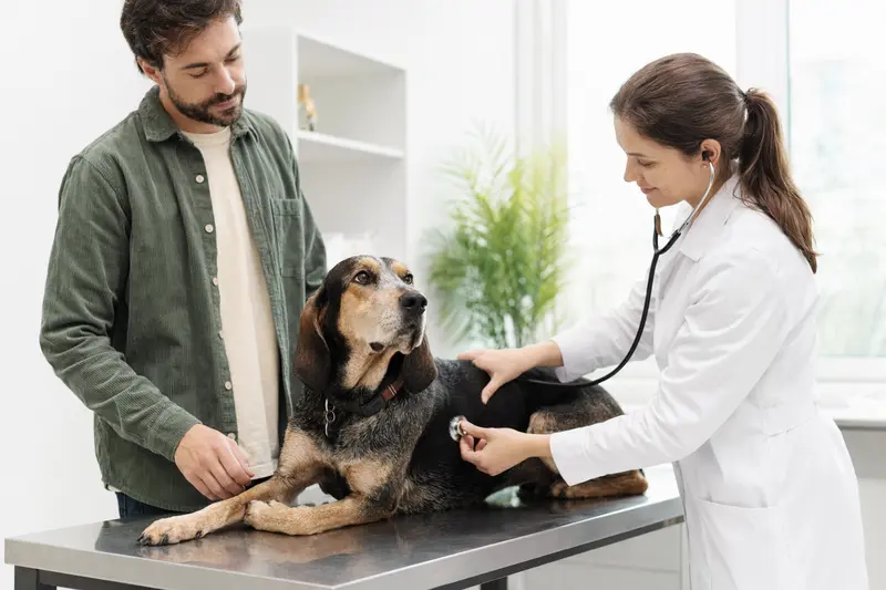 Ein ruhiger Hound auf dem Untersuchungstisch, während eine freundliche Tierärztin ihn mit einem Stethoskop untersucht.