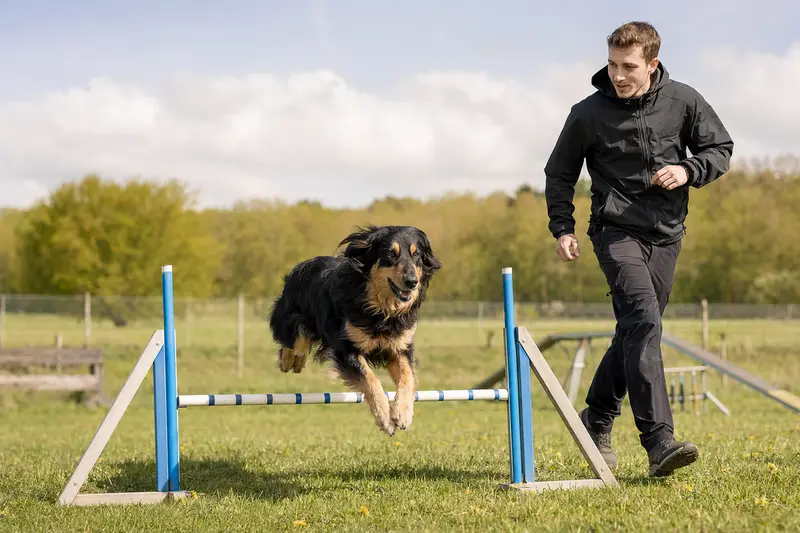 Ein Hovawart trainiert mit seinem Besitzer an einer kleinen Trainingshürde auf einem Hundeplatz bei sonnigem Wetter.