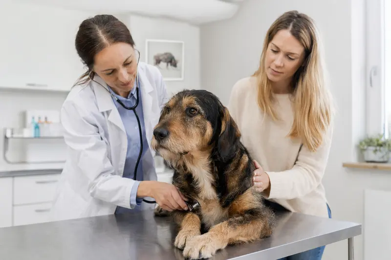 Ruhiger Hruborsty Stavac Slovensky Hund wird von einer Tierärztin auf einem Untersuchungstisch untersucht, während sein Besitzer beruhigend daneben steht.