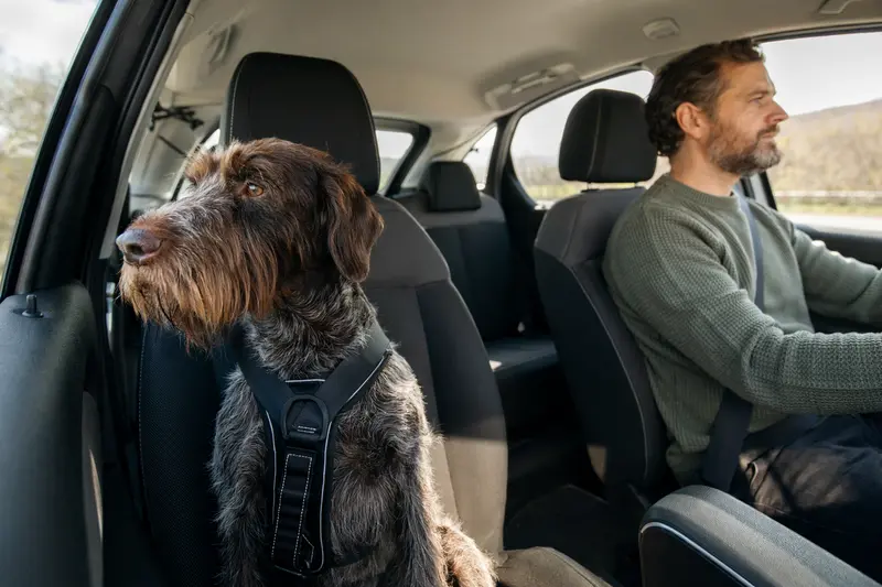 Ein Hruborsty Stavac Slovensky Hund sitzt sicher auf der Rückbank eines Autos, während sein Besitzer ruhig fährt.