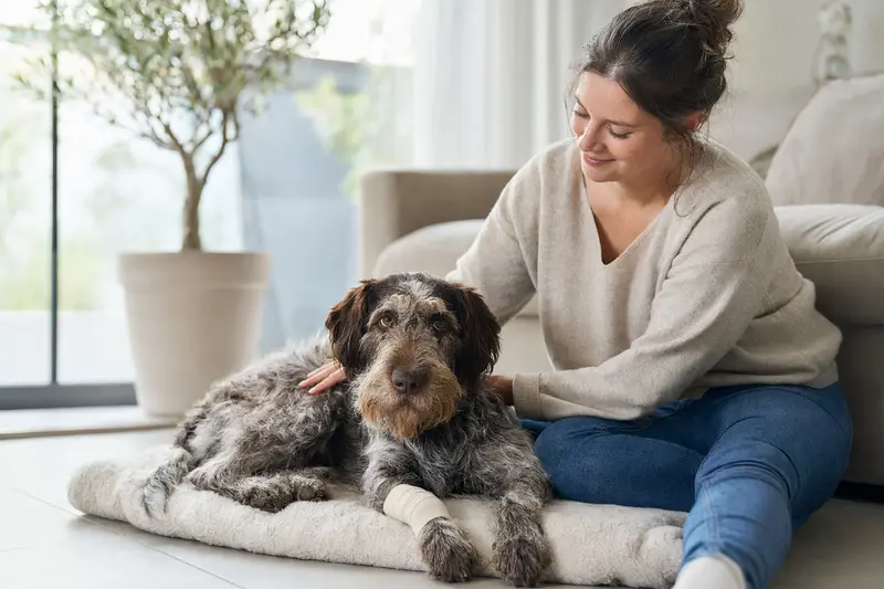 Ein Hruborsty Stavac Slovensky Hund mit Verband an der Pfote liegt entspannt neben seinem erleichterten Besitzer auf einer Decke.