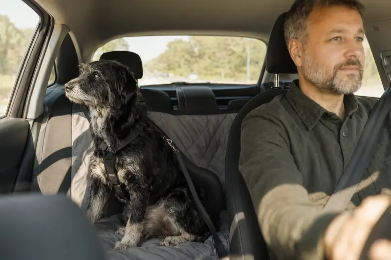 Ein Hrvatski Ovcar Hund sitzt sicher angeschnallt auf der Rückbank eines Autos, während der Besitzer fährt.