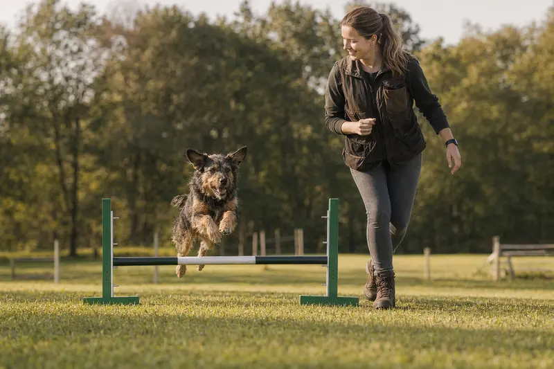 Ein aktiver Hubertushund trainiert mit seinem Besitzer auf einem Hundeplatz über eine kleine Hürde.