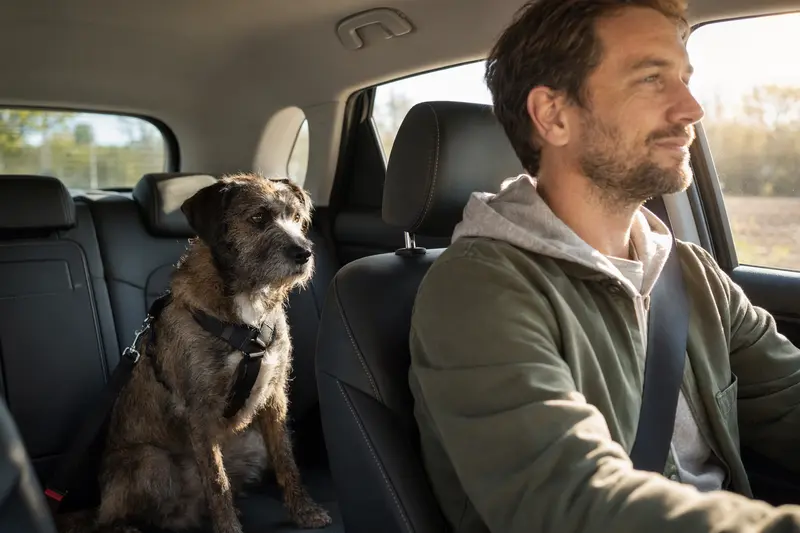 Ein Hubertushund Hund sitzt auf der Rückbank eines Autos angeschnallt und genießt das Sonnenlicht.
