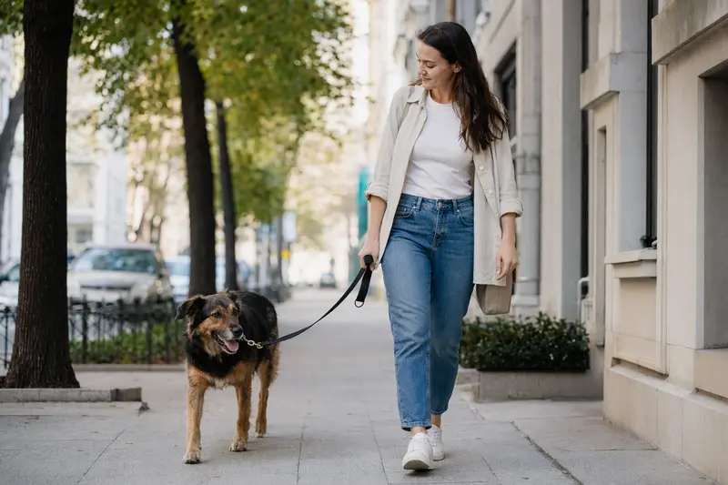 Ein Huntaway Hund läuft entspannt an der Leine mit seinem Besitzer durch eine moderne Stadtstraße.