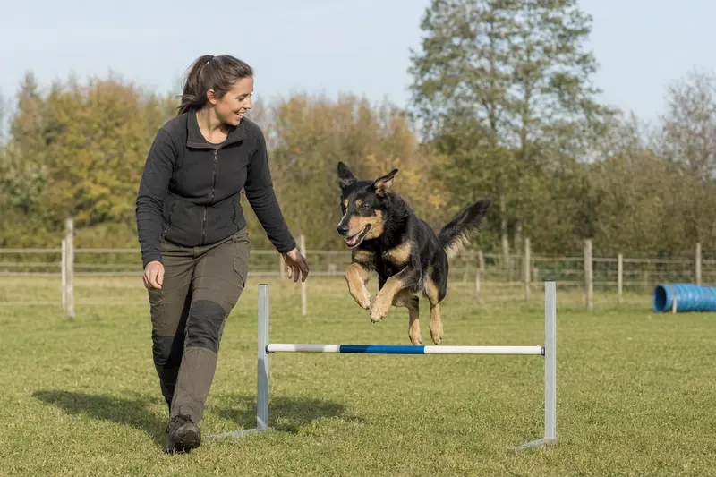 Ein Huntaway Hund springt beim Training mit seinem Besitzer über eine kleine Hürde auf dem Hundeplatz.