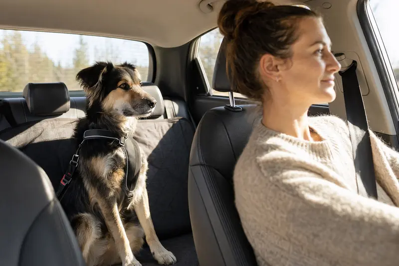 Ein Huntaway Hund sitzt sicher angeschnallt auf der Rückbank eines Autos, während die Sonne durch das Fenster scheint.