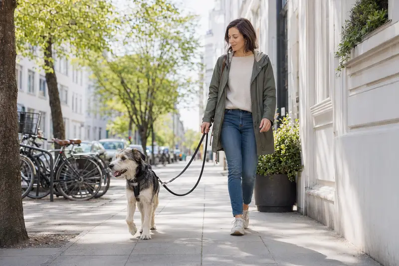 Ein Hybridhund läuft an der Leine mit seinem Besitzer durch eine freundliche moderne Stadtstraße.