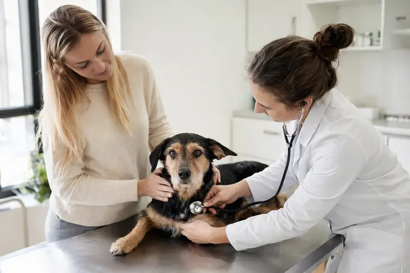 Ein ruhiger Hybridhund wird sanft von einer Tierärztin mit einem Stethoskop in einer modernen Tierarztpraxis untersucht.