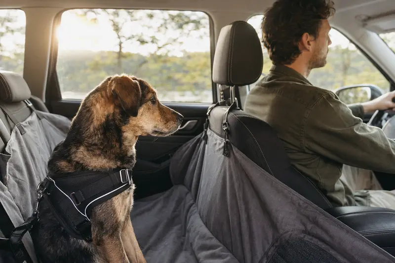 Ein Hybridhund sitzt sicher angeschnallt auf der Rückbank eines Autos, während die Sonne durch das Fenster strahlt.
