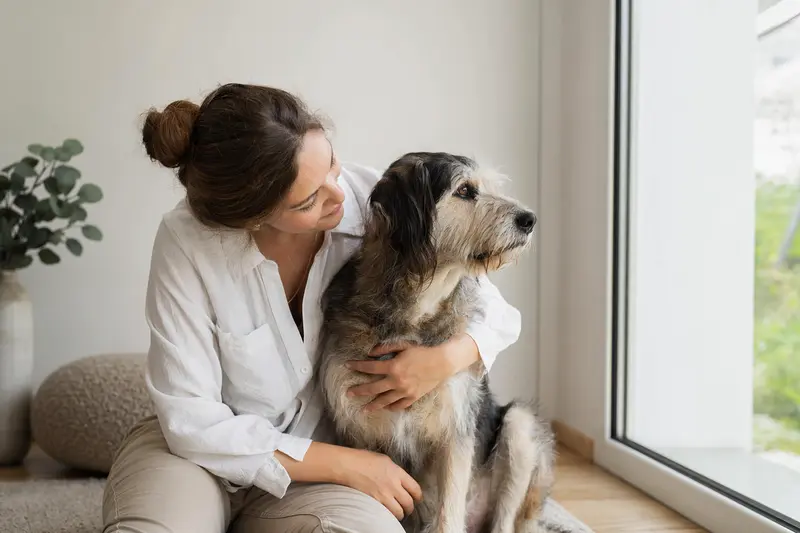 Ein aufmerksamer Hygenhund steht in natürlicher Haltung vor hellem Hintergrund, als professionelles Hundeportrait für das Thema Hundegesundheit und Versicherung.