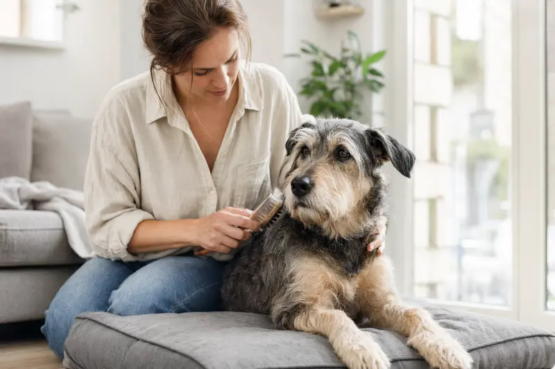 Ein Hygenhund wird in einer hellen Wohnung sanft gebürstet, während sein Besitzer liebevoll die Fellpflege übernimmt.