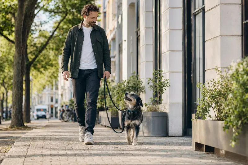 Ein Hygenhund läuft an der Leine mit seinem Besitzer durch eine moderne Stadtstraße im Alltag.