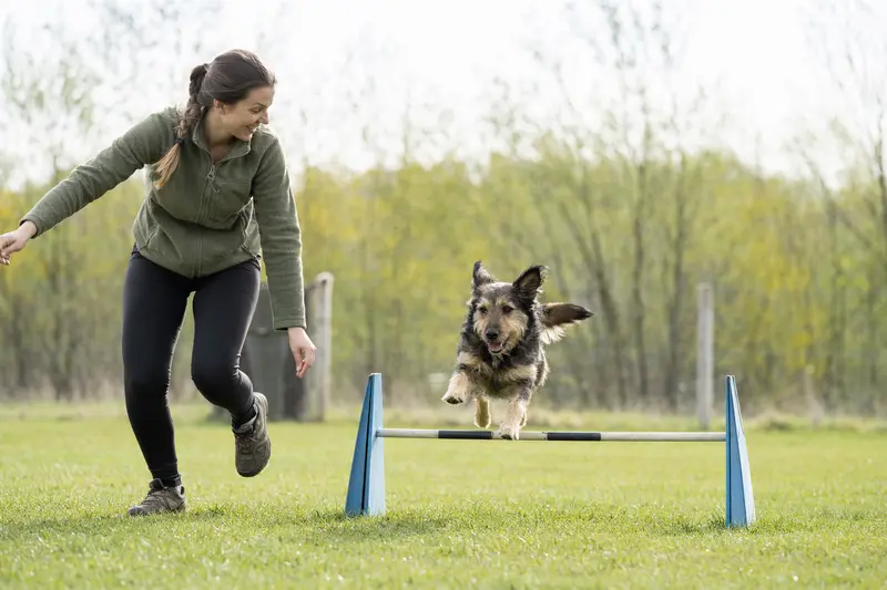 Ein aktiver Hygenhund springt mit seinem Besitzer über eine kleine Trainingshürde auf dem Hundeplatz.