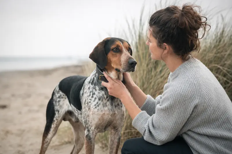 Ein aufmerksamer Hygenlaufhund steht vor hellem Hintergrund in natürlicher Haltung als realistisches Hundeportrait.