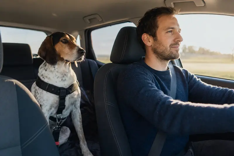 Ein sicherer Hygenlaufhund sitzt angeschnallt auf der Rückbank eines Autos, während sein Besitzer entspannt fährt.