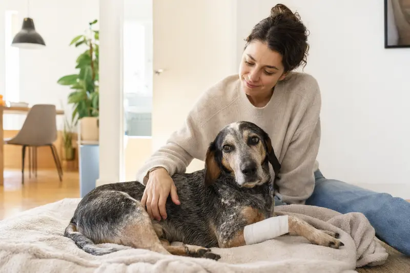 Ein beruhigter Hygenlaufhund mit leichtem Verband an der Pfote liegt neben seinem erleichterten Besitzer auf einer Decke in einer hellen Wohnung.