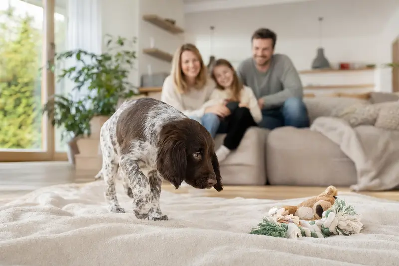 Ein neugieriger Hygenlaufhund Welpe erkundet sein neues Zuhause mit einer liebevollen Familie im Hintergrund.