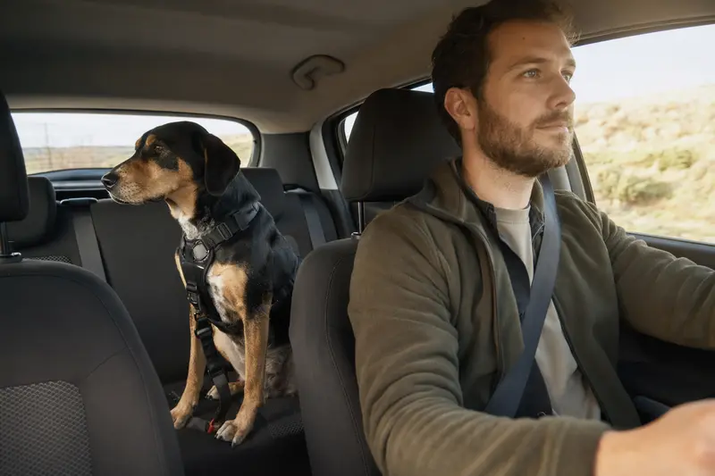 Ein Ilirski Gonic Hund sitzt sicher angeschnallt auf der Rückbank eines Autos, während das Sonnenlicht durch das Fenster scheint.