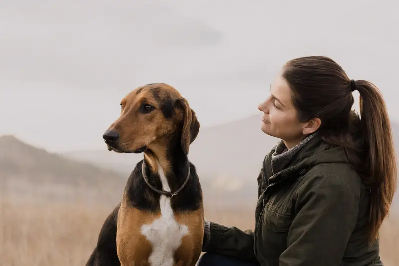 Ein Illyrischer Laufhund steht aufmerksam vor hellem Hintergrund und zeigt die typische Körperform und Fellstruktur der Rasse.