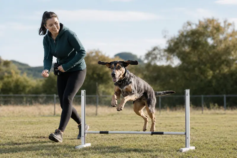 Ein Illyrischer Laufhund springt mit seinem Besitzer über eine kleine Trainingshürde auf dem Hundeplatz.