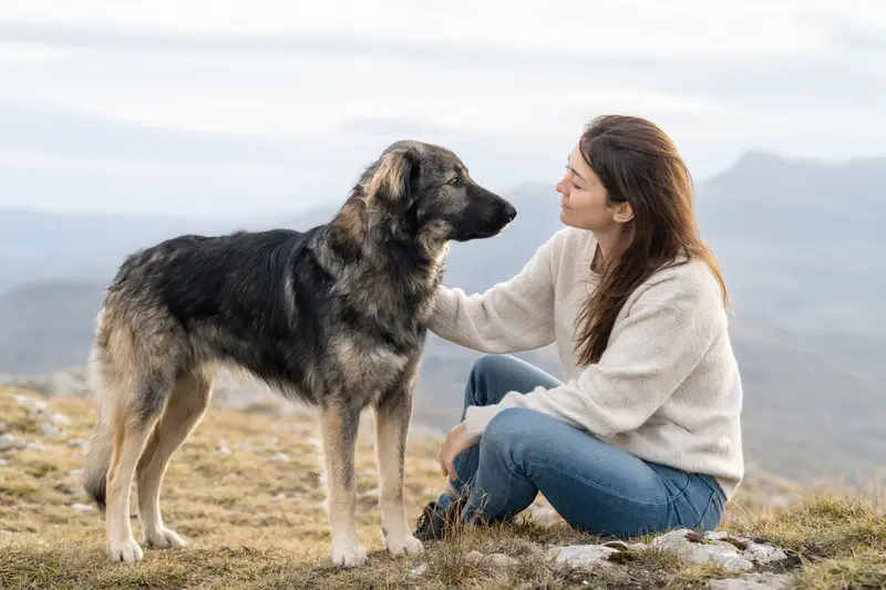 Illyrischer Schäferhund in aufmerksamer Haltung vor hellem neutralem Hintergrund.