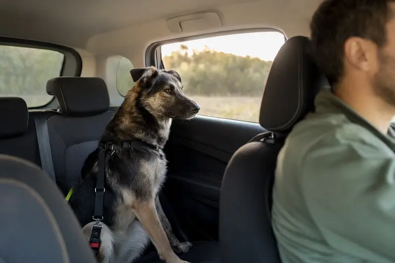 Ein Illyrischer Schäferhund sitzt sicher angeschnallt auf der Rückbank eines Autos, während sein Besitzer ruhig fährt.