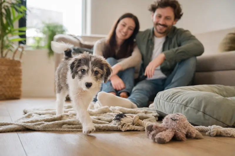 Ein neugieriger Indian Beardog Welpe erkundet sein neues Zuhause mit weicher Decke und Spielzeug, während eine liebevolle Familie im Hintergrund entspannt.