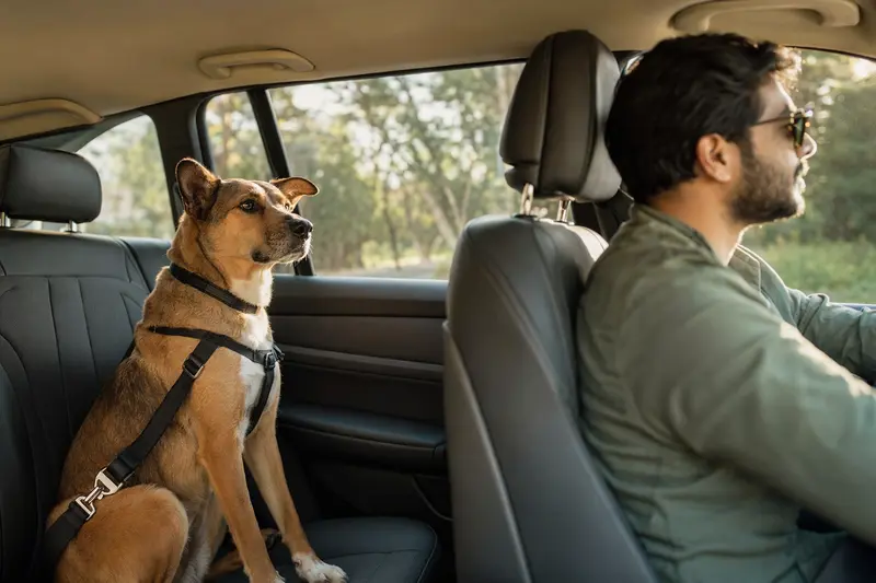 Ein Indians Dog sitzt angeschnallt auf der Rückbank eines Autos, während der Besitzer sicher fährt.